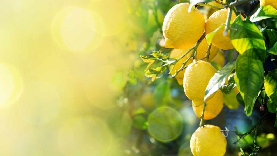 Citroner- Den friske og nærende citrusfrugt til dit køkken